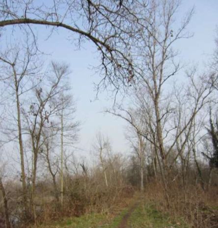 Terreno agricolo in commerciale in Scagni di sopra