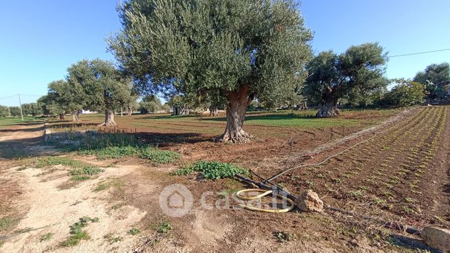 Terreno agricolo in commerciale in Strada Comunale Lamascopone 41