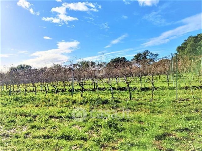 Terreno agricolo in commerciale in Strada Casal del Brizzi