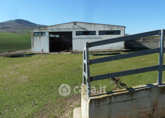 Terreno agricolo in commerciale in Contrada miglionico