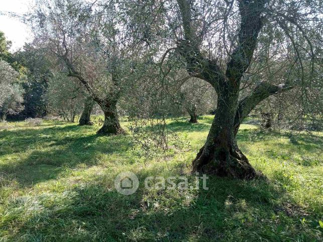 Terreno agricolo in commerciale in 