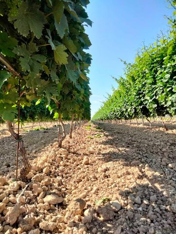 Terreno agricolo in commerciale in La figora