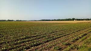 Terreno agricolo in commerciale in Via Monte Cero