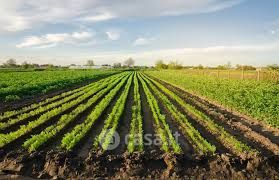Terreno agricolo in commerciale in 