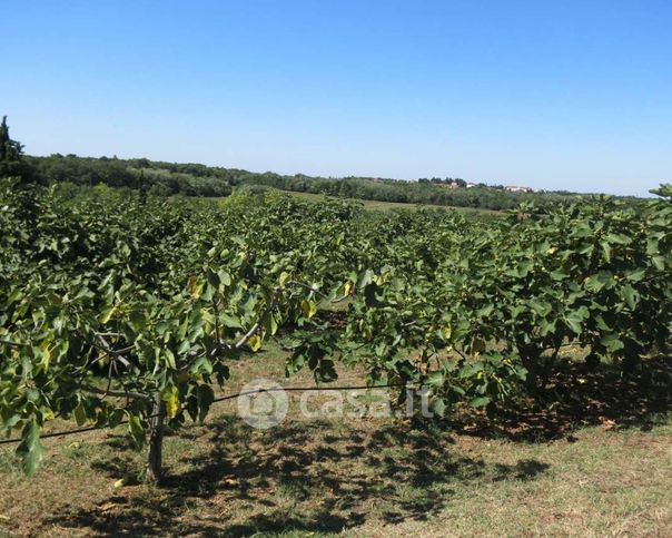 Terreno agricolo in commerciale in Via Scacciano