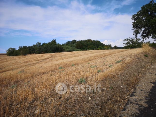 Terreno agricolo in commerciale in Contrada MACCHIA DI CORVO