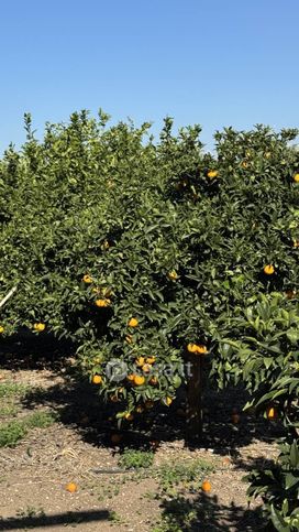 Terreno agricolo in commerciale in 