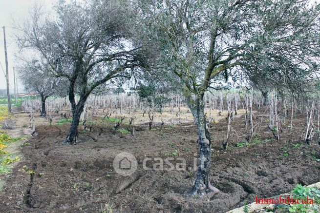 Terreno agricolo in commerciale in Contrada Pantano Curto