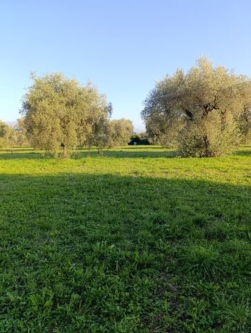 Terreno agricolo in commerciale in Via Scoranello