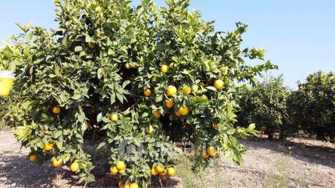 Terreno agricolo in commerciale in Strada Senza Nome