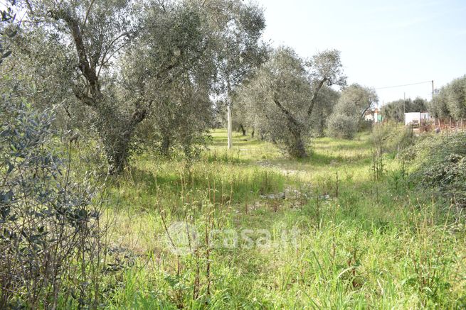 Terreno agricolo in commerciale in Contrada Macchiarotonda