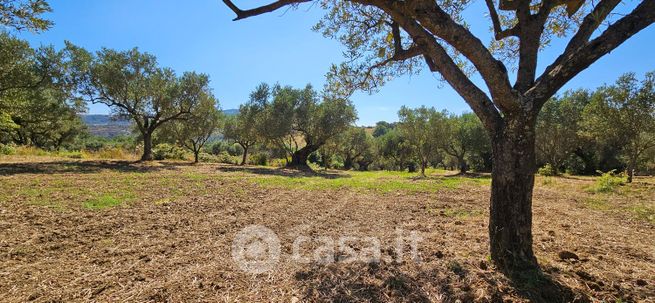 Terreno agricolo in commerciale in Via Monastria