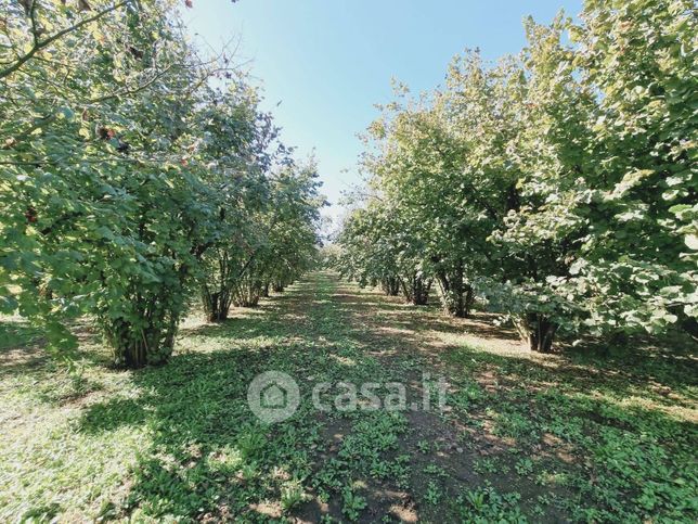 Terreno agricolo in commerciale in Strada senza nome