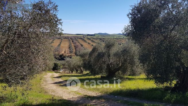 Terreno edificabile in residenziale in Strada Comunale di Marsiliana