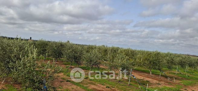 Terreno agricolo in commerciale in Strada Comunale Petrosa 2
