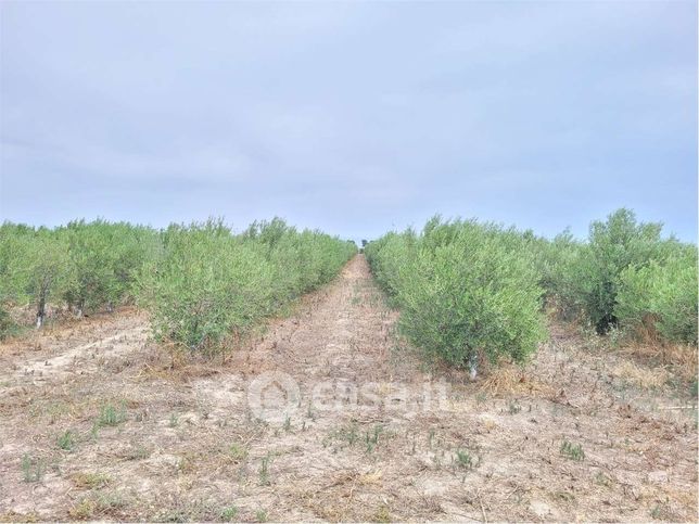 Terreno agricolo in commerciale in SP77
