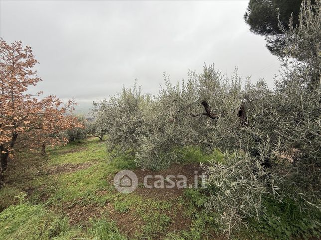 Terreno agricolo in commerciale in Vocabolo Cuccuaggia