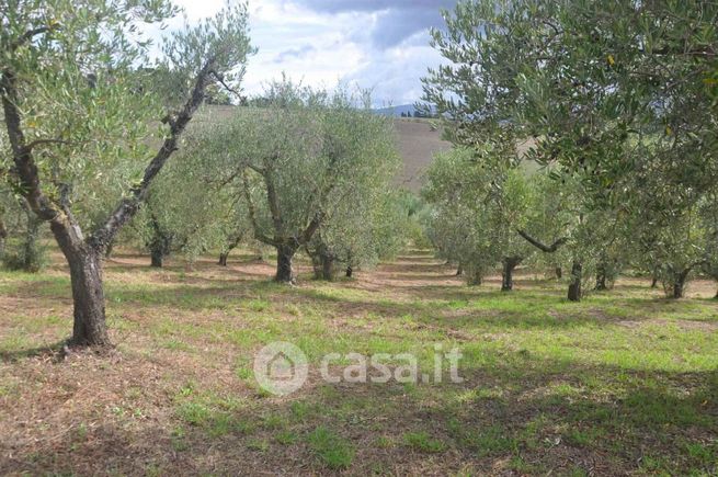 Terreno agricolo in commerciale in LocalitÃ  Pianacce