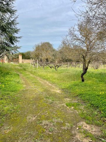 Terreno agricolo in commerciale in Località Monte Carru 11