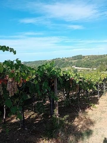 Terreno agricolo in commerciale in Via Collesecco