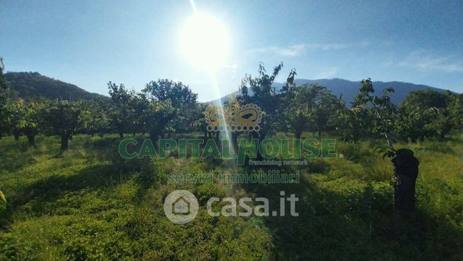 Terreno agricolo in commerciale in Corso Pietro Ascolese