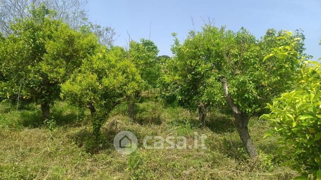 Terreno agricolo in commerciale in Contrada