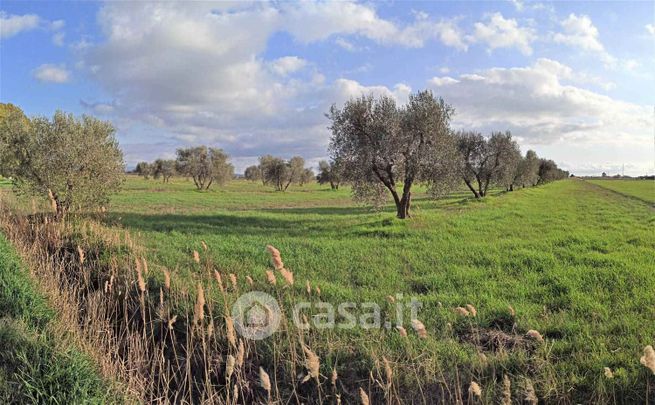 Terreno agricolo in commerciale in Strada Senza Nome