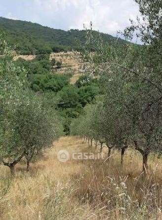 Terreno agricolo in commerciale in Via Lorenzo Pignotti