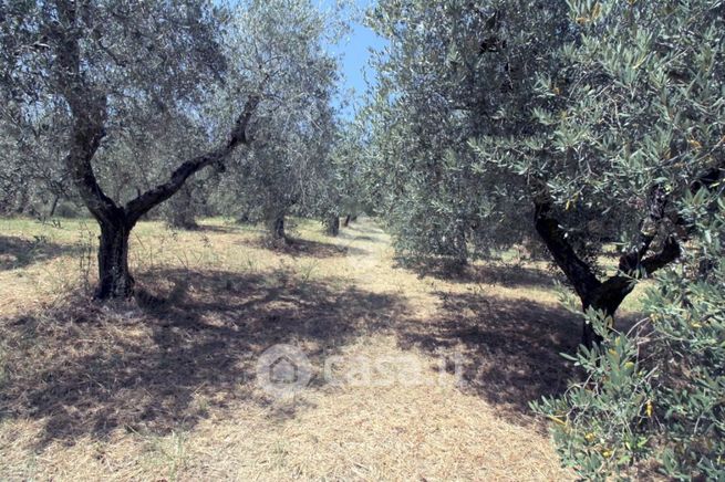 Terreno agricolo in commerciale in Via Romana