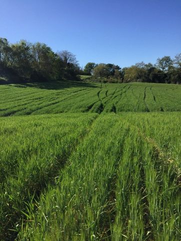 Terreno agricolo in commerciale in Volongo