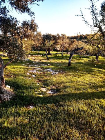Terreno agricolo in commerciale in Contrada Torricella
