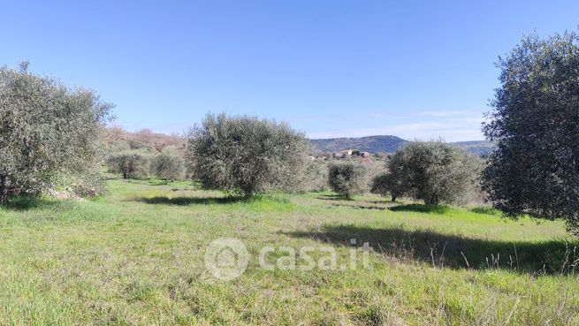 Terreno agricolo in commerciale in Strada dei Montali