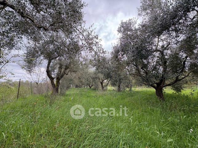 Terreno agricolo in commerciale in Località pian di rosciano