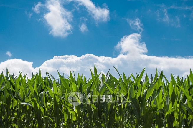Terreno agricolo in commerciale in Via dei Mulini