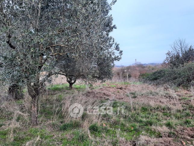 Terreno agricolo in commerciale in Via Campagnanese 34