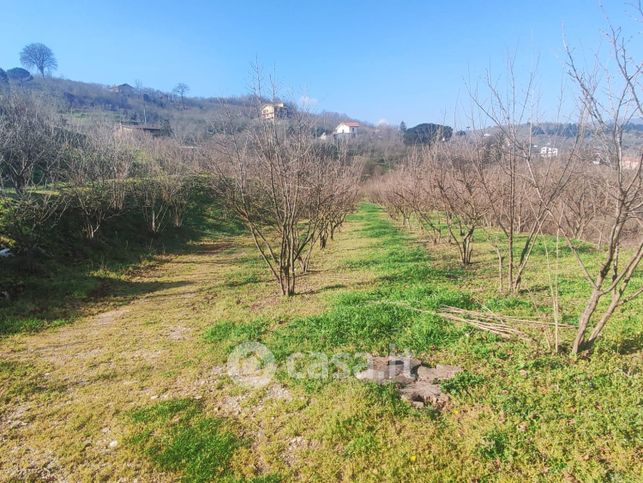 Terreno agricolo in commerciale in Contrada Cesine