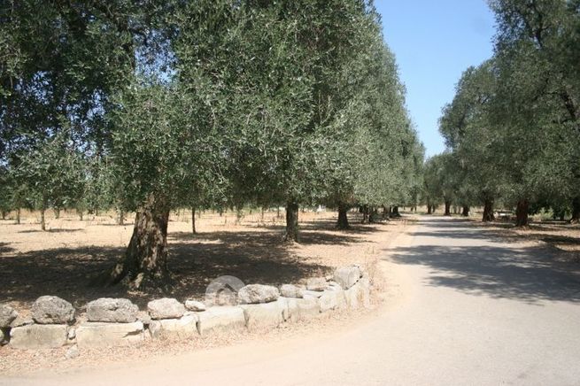 Terreno agricolo in commerciale in Strada Senza Nome