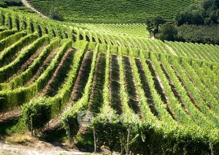 Terreno agricolo in commerciale in 