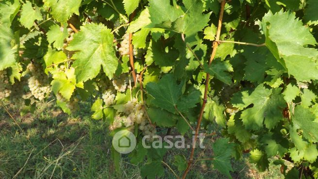 Terreno agricolo in commerciale in 