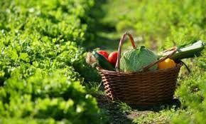 Terreno agricolo in commerciale in Via di Ceri