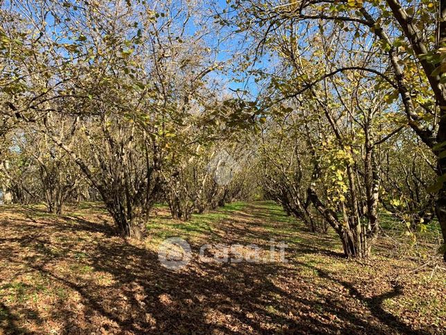 Terreno agricolo in commerciale in Strada Vicinale Beccacceto