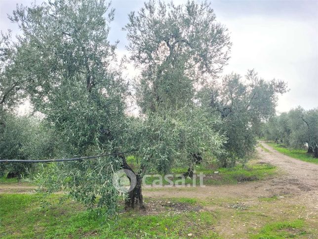 Terreno agricolo in commerciale in Via Santuario Madonna di Ripalta