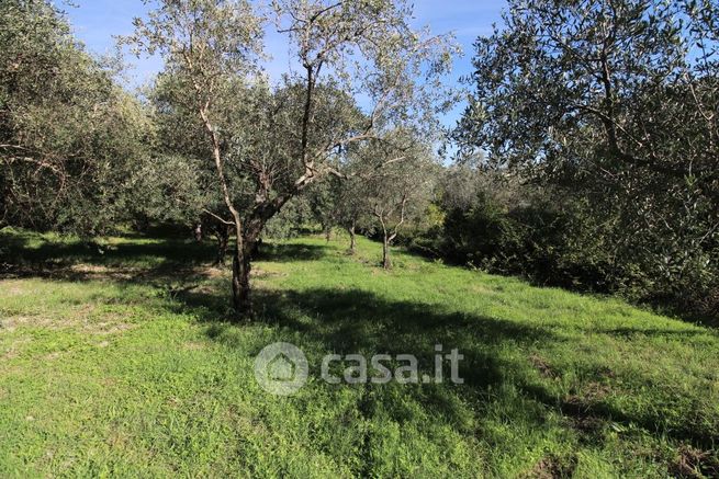 Terreno agricolo in commerciale in Via Tancia