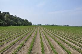 Terreno agricolo in commerciale in Via Rosale 32