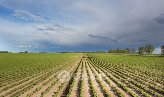 Terreno agricolo in commerciale in Strada senza nome