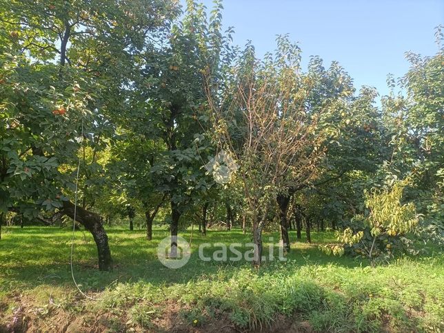 Terreno agricolo in commerciale in Via Petraro Pucciani 555