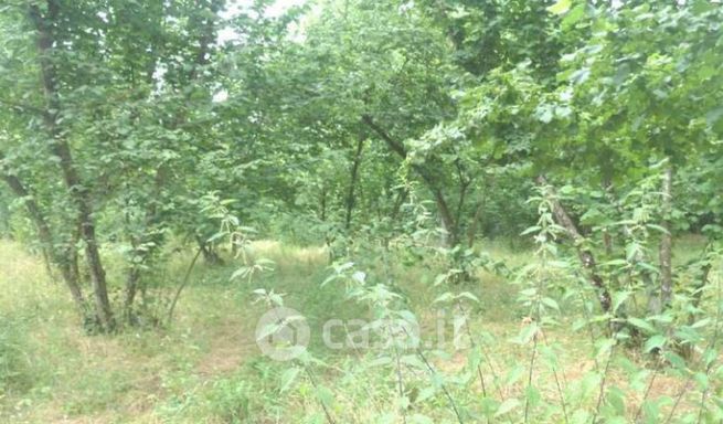 Terreno agricolo in commerciale in Contrada Panicada