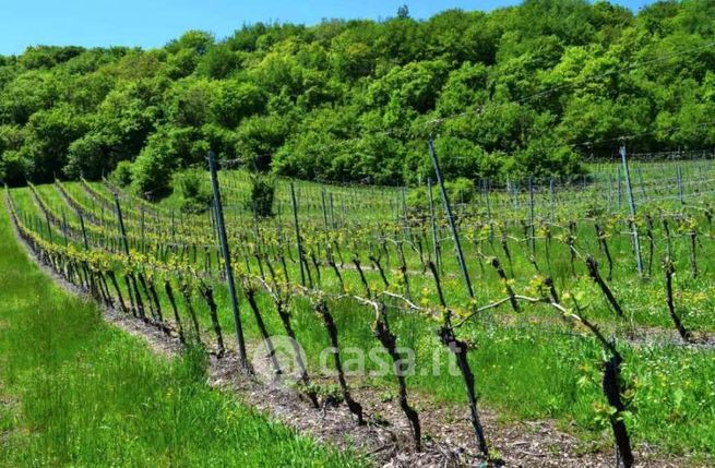 Terreno agricolo in commerciale in Borgo Castello