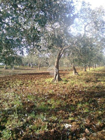 Terreno agricolo in commerciale in Strada Vicinale Parasacco