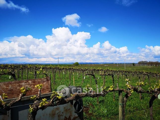 Terreno agricolo in commerciale in Strada Provinciale 19